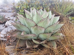 Agave ovatifolia