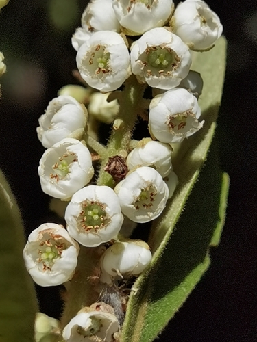 Image of Clethra lanata by (c) Eduardo Chacón Madrigal, some rights reserved (CC BY)