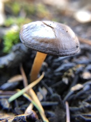 Lyophyllum anthracophilum