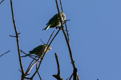 Myiopsitta monachus