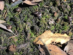 Lyophyllum anthracophilum