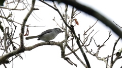 Polioptila bilineata