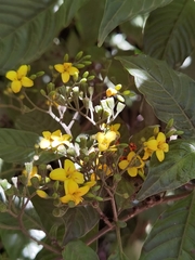 Deppea grandiflora