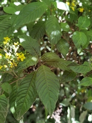 Deppea grandiflora