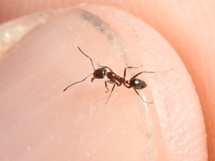 Linepithema humile