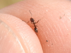 Linepithema humile
