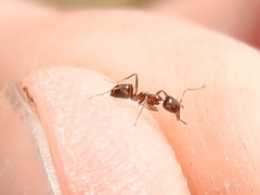 Linepithema humile