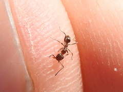 Linepithema humile