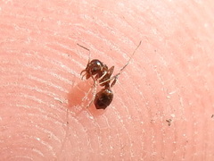 Linepithema humile