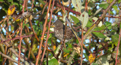 Passerella iliaca unalaschcensis