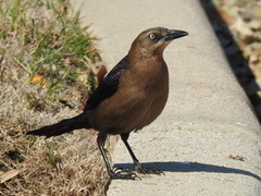 Quiscalus mexicanus