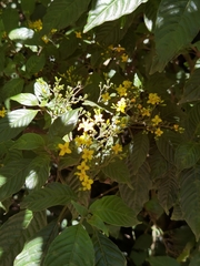 Deppea grandiflora