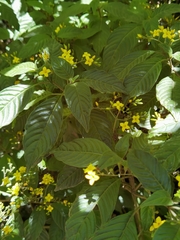 Deppea grandiflora