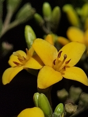 Deppea grandiflora