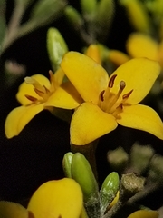 Deppea grandiflora