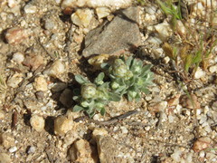 Stylocline gnaphaloides