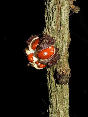 Guarea corticosa
