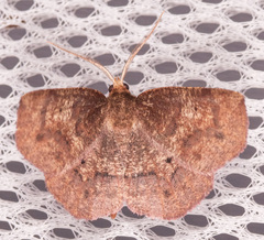 Metarranthis angularia