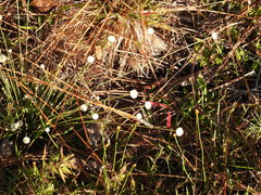 Syngonanthus flavidulus image