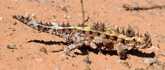 Moloch horridus