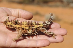 Moloch horridus