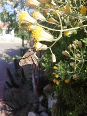 Thorybes dorantes calafia