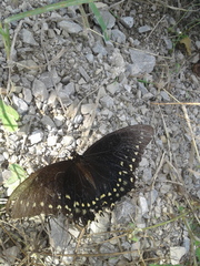 Papilio menatius victorinus