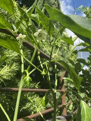 Capsicum