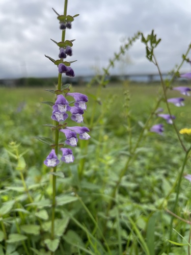 Scutellaria barbata iNat (1)