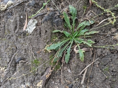 Plantago debilis