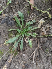 Plantago debilis