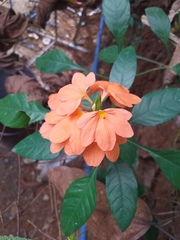 Crossandra infundibuliformis