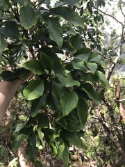 Cheirodendron trigynum