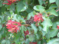 Heliconius charithonia