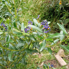 Monnina obtusifolia