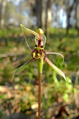 Caladenia barbarossa