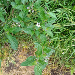 Solanum nigrescens