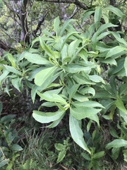 Scaevola gaudichaudiana