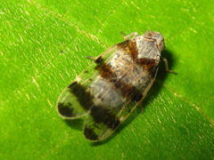 Reptalus quadricinctus