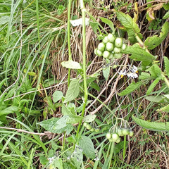 Solanum nigrescens