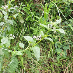 Solanum nigrescens