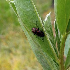 Astylus bourgeoisi