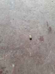 Coleoptera