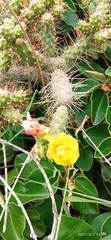 Opuntia aequatorialis