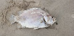 Lobotes surinamensis