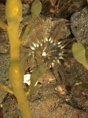 Aulactinia stella
