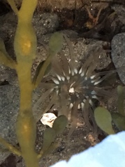 Aulactinia stella