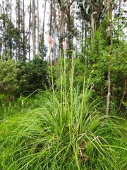 Cortaderia nitida