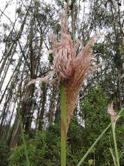 Cortaderia nitida