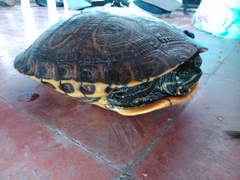 Trachemys venusta venusta